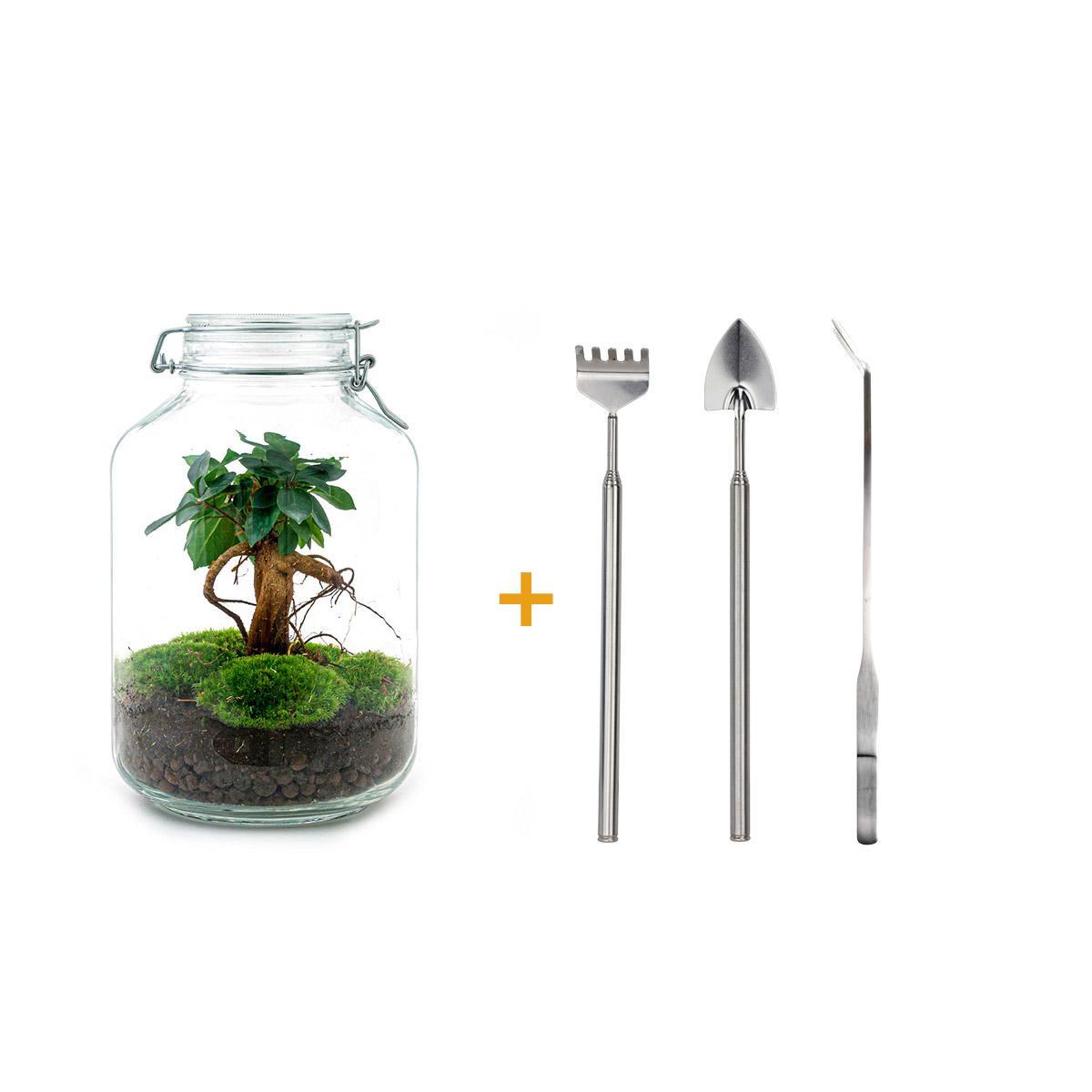 DIY terrarium - Ficus Ginseng bonsai - ↕ 28 cm DIY terrarium - Ficus Ginseng bonsai - ↕ 28 cm - Rake + Shovel + Tweezer