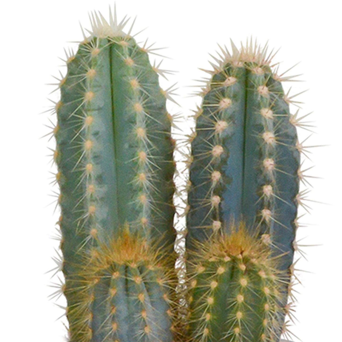 Cactus mix 8.5 cm in Mexicaanse pot | 3 stuks