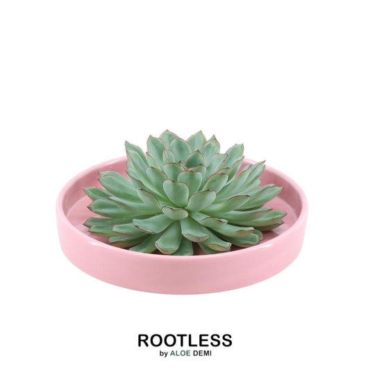 ROOTLESS Succulent Echeveria Pulidonis in bowl 'pink' Ø20 cm - ↕5 cm