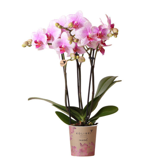 Kolibri Orchids | Roze Phalaenopsis orchidee - Mineral Rotterdam - potmaat Ø9cm | bloeiende kamerplant - vers van de kweker