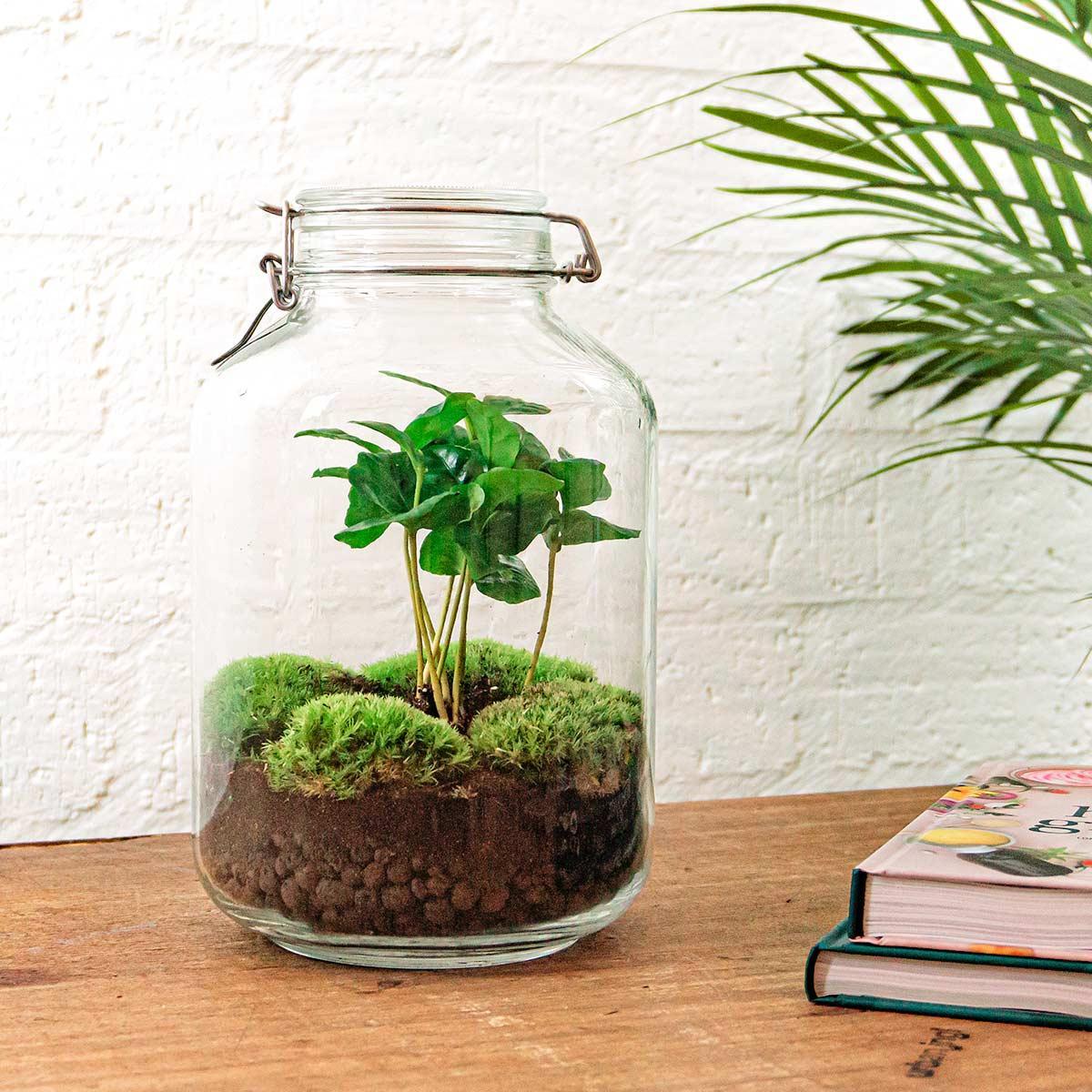 DIY terrarium - Jar - Coffea Arabica - ↑ 28 cm