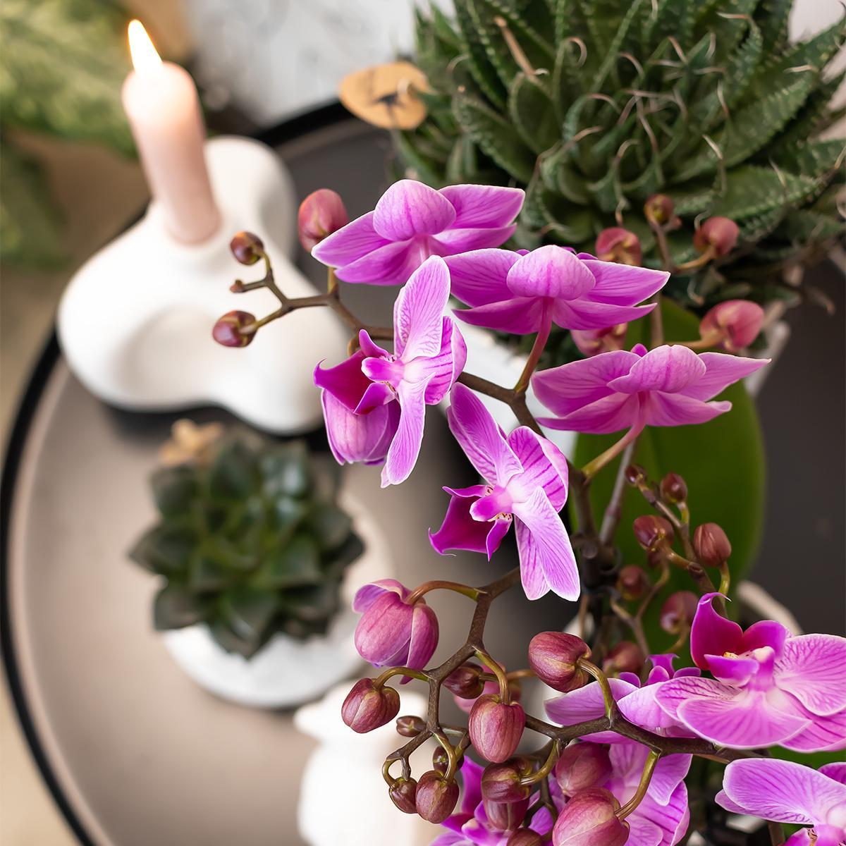 Kolibri Orchids | Paars/ roze Phalaenopsis orchidee - Mineral Vienna - potmaat Ø9cm | bloeiende kamerplant - vers van de kweker