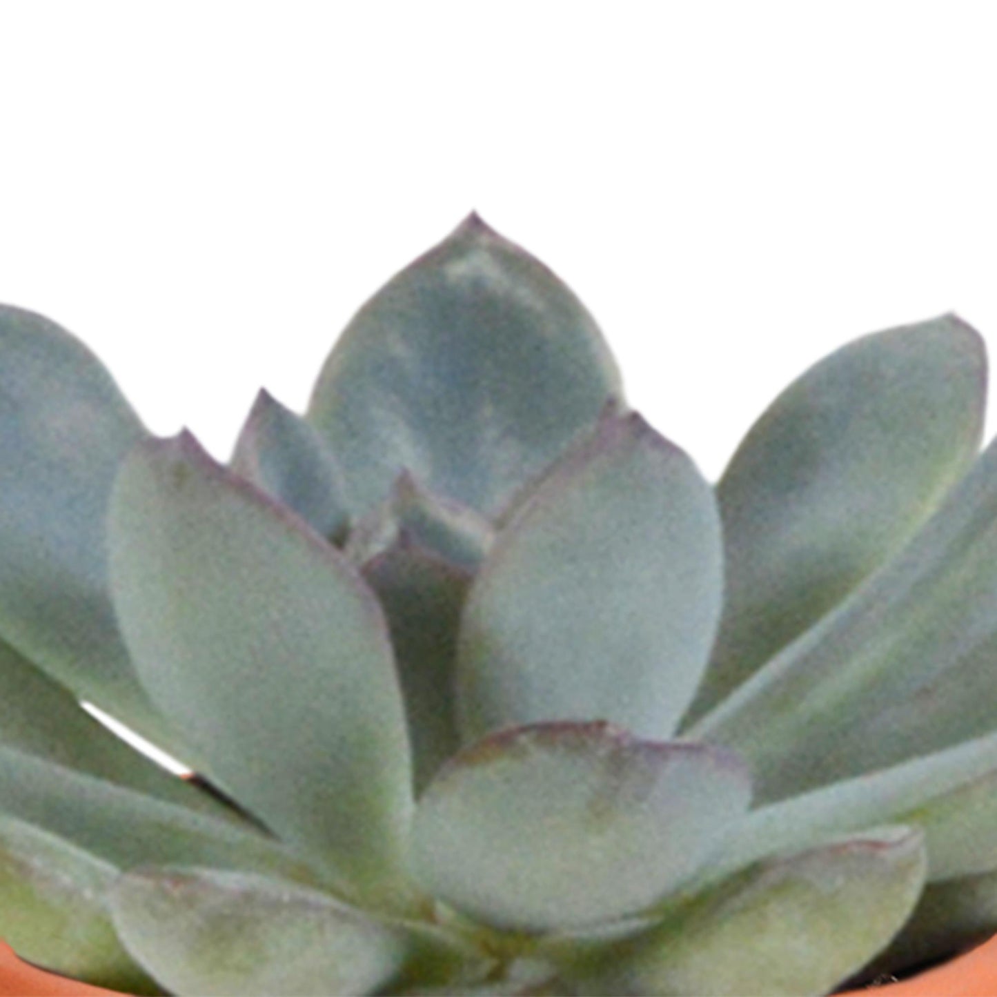 Cactus en vetplanten mix 5.5 cm in terracotta pot | 15 stuks