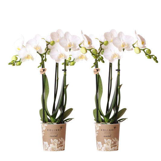 Hummingbird Orchids | COMBI DEAL of 2 white Phalaenopsis orchids - Amabilis - pot size Ø9cm | flowering houseplant - fresh from the grower