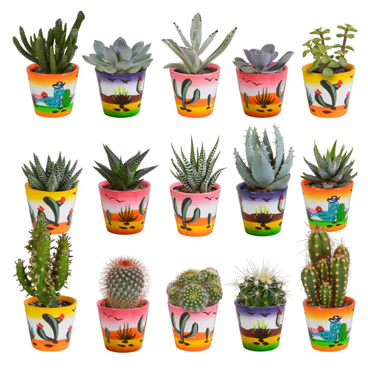 Mix di cactus e piante grasse 5,5 cm in vaso messicano | 15 pezzi