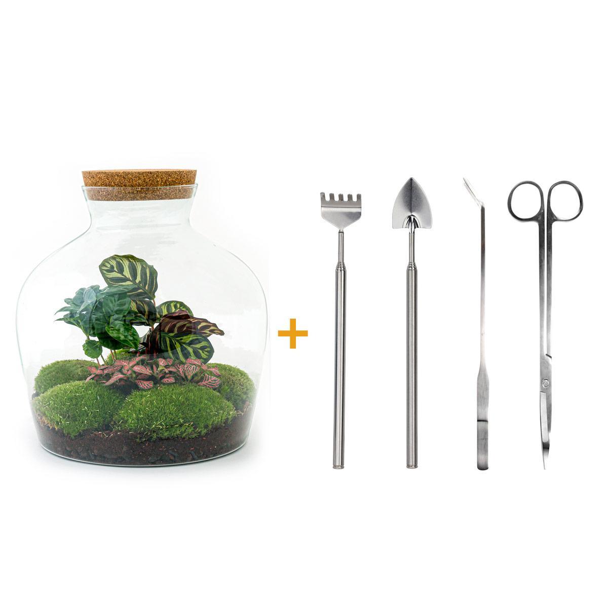 DIY terrarium - Fat Joe Coffea - ↕ 30 cm DIY terrarium - Fat Joe Coffea - ↕ 30 cm - Rake + Shovel + Tweezer + Scissors