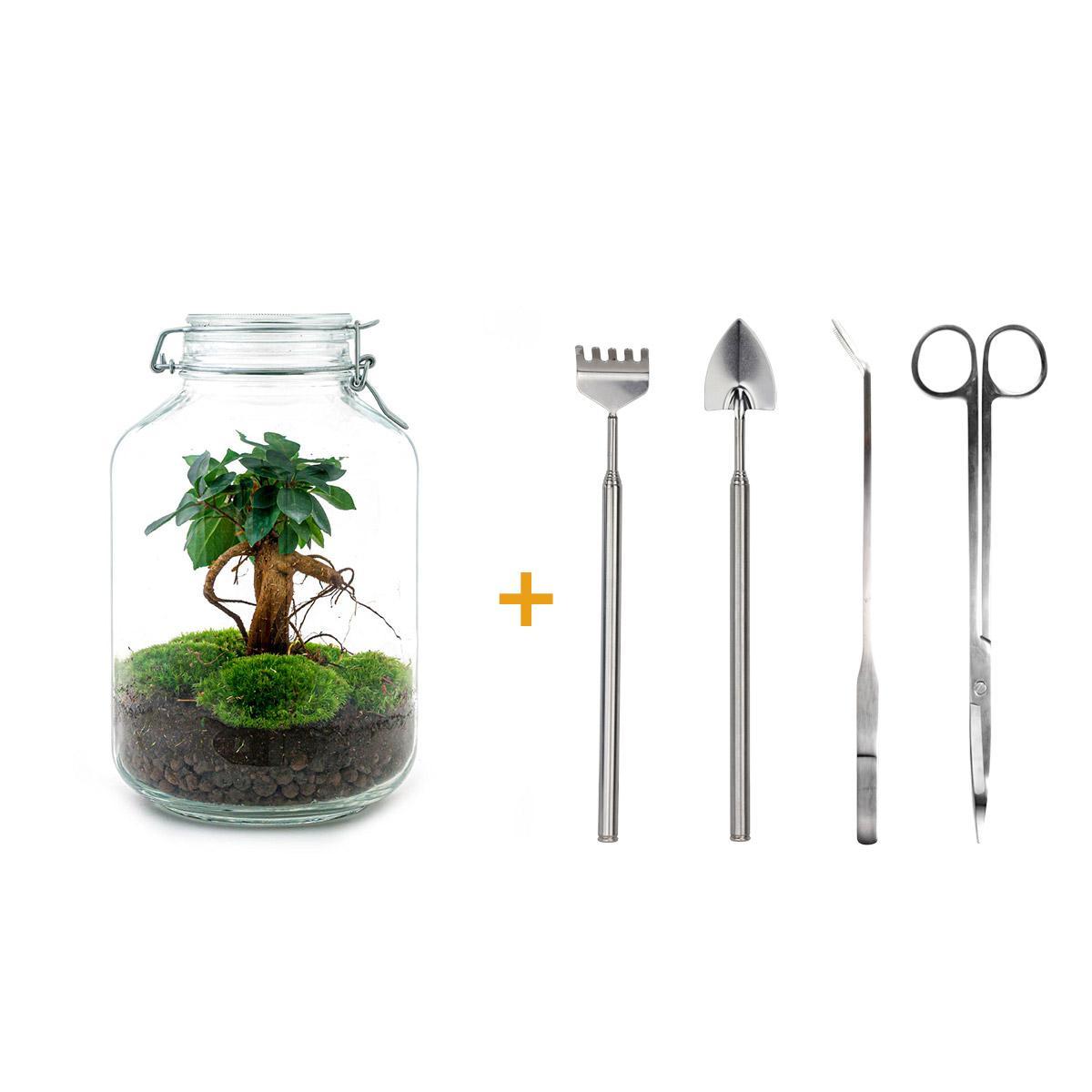 DIY terrarium - Ficus Ginseng bonsai - ↕ 28 cm DIY terrarium - Ficus Ginseng bonsai - ↕ 28 cm - Rake + Shovel + Tweezer + Scissors