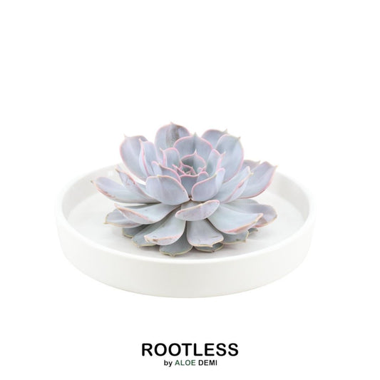 ROOTLESS Succulent Echeveria Lilacina in bowl 'white' Ø20 cm - ↕5 cm
