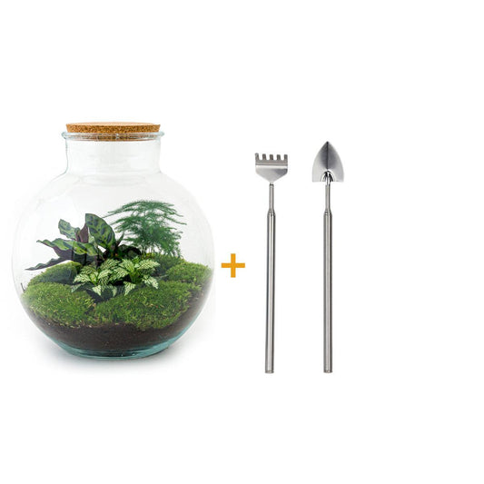 DIY terrarium - Bolder Bob - ↑ 30 cm