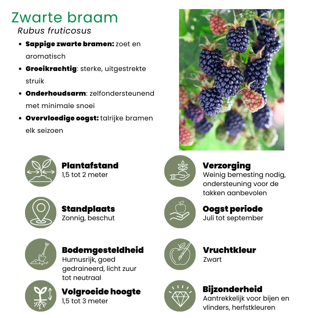 1x BIO Ribes Rubrum (Aalbes) plant | Ø 13 cm ↨ 20-25 cm "Vruchten oase" BIO Fruitplanten mix set van 5 verschillende soorten