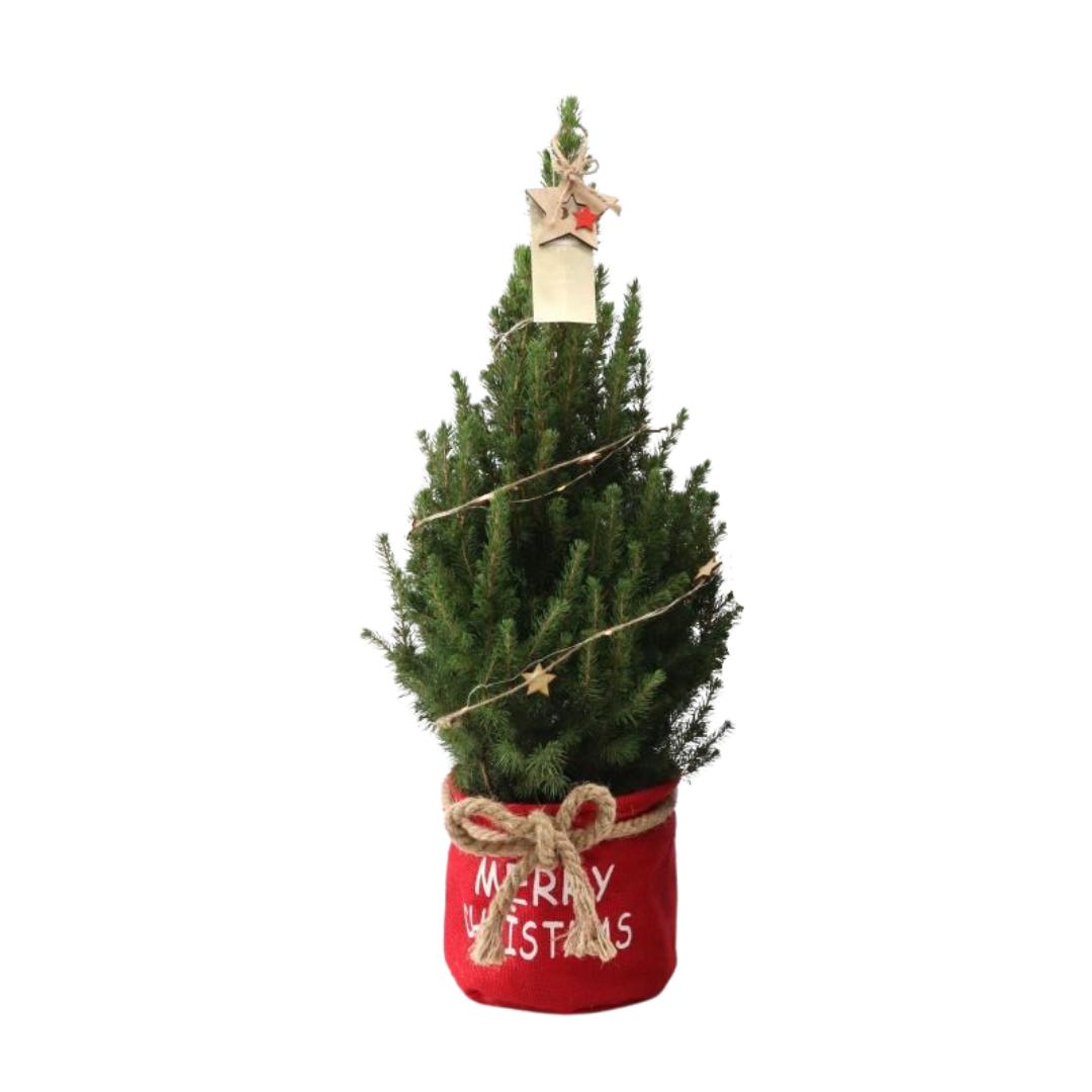 Kleine Kerstboom in Xmas Bag rood - 70 cm - Picea Glauca Conica Kleine Kerstboom in Xmas Bag rood - 70 cm - Picea Glauca Conica - Star lighting including batteries