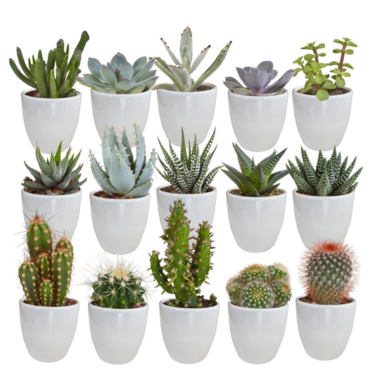 Mix di cactus e piante grasse 5,5 cm in vaso bianco | 15 pz