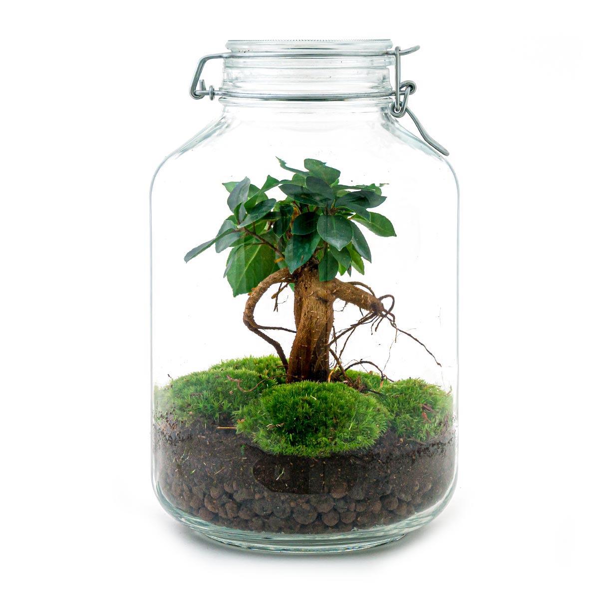 DIY terrarium - Ficus Ginseng bonsai - ↕ 28 cm DIY terrarium - Ficus Ginseng bonsai - ↕ 28 cm - Rake + Shovel