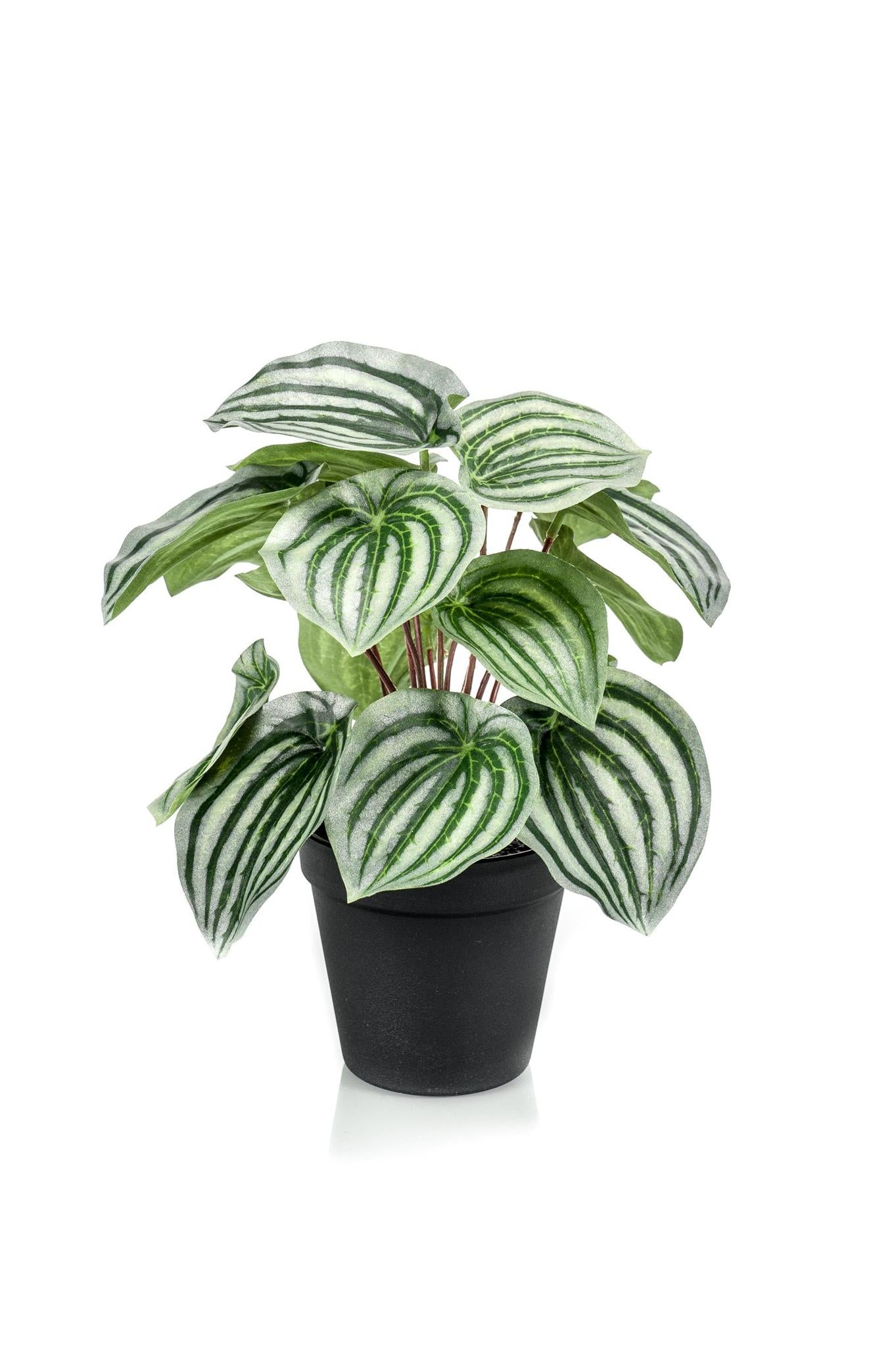 Kunstplant - Peperomia Argyreia - Watermelon -25 cm Kunstplant - Peperomia Argyreia - Watermelon -25 cm