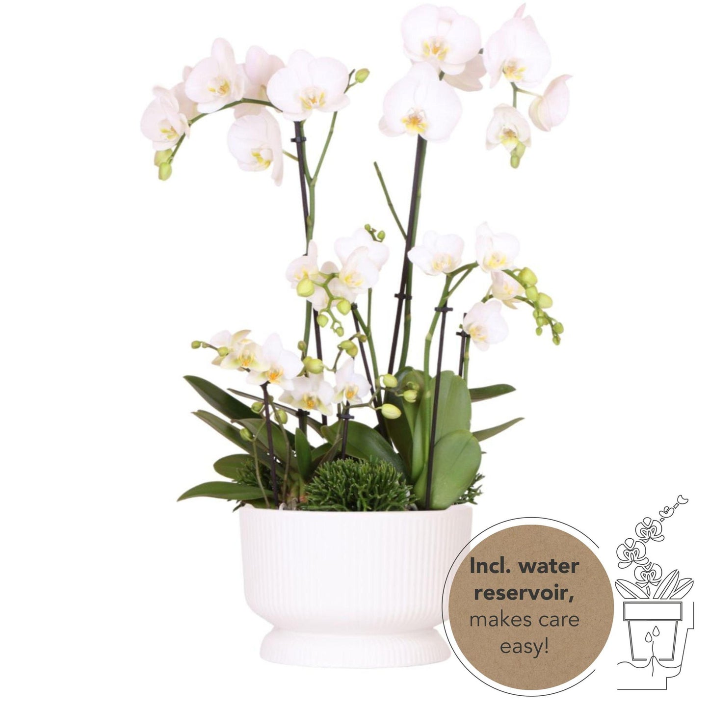 Kolibri Orchids |  Dame Blanche - potmaat Ø12cm,| witte plantenset in Diabolo white dish incl. waterreservoir