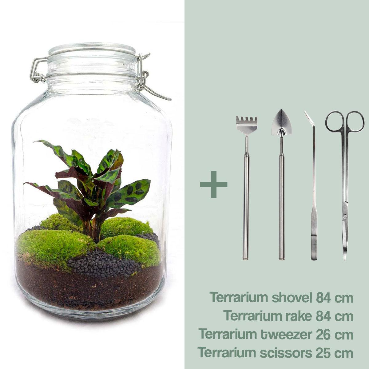 DIY terrarium - Jar Calathea - ↑ 28 cm