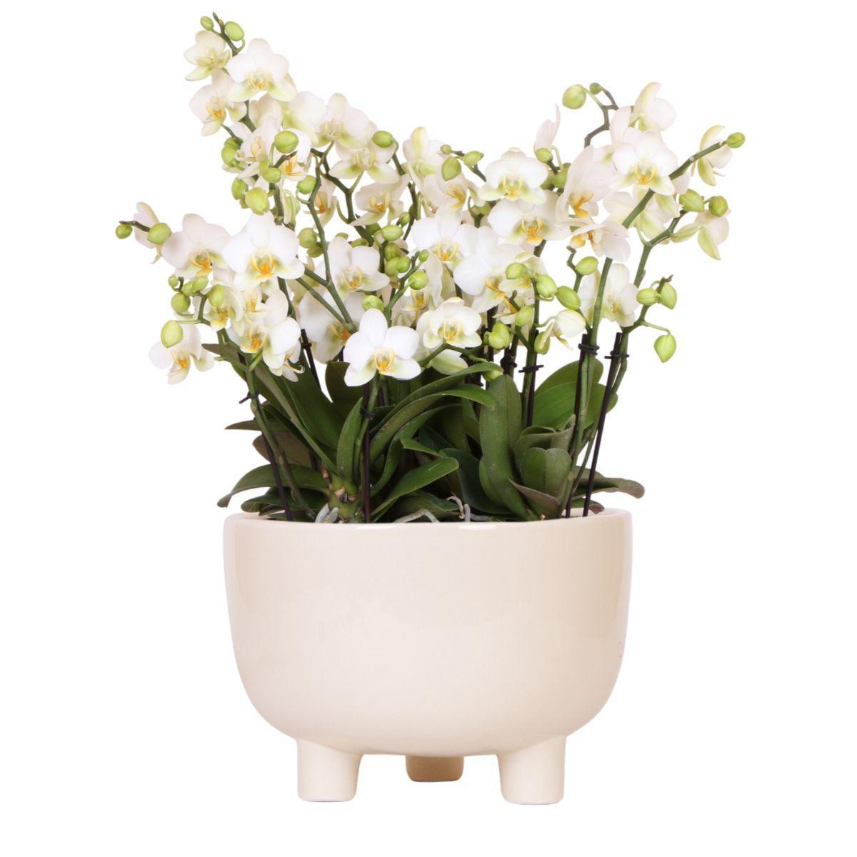 Kolibri Orchids | witte Phalaenopsis orchidee - Lausanne- potmaat Ø12cm | Gummy dish incl. waterreservoir |
