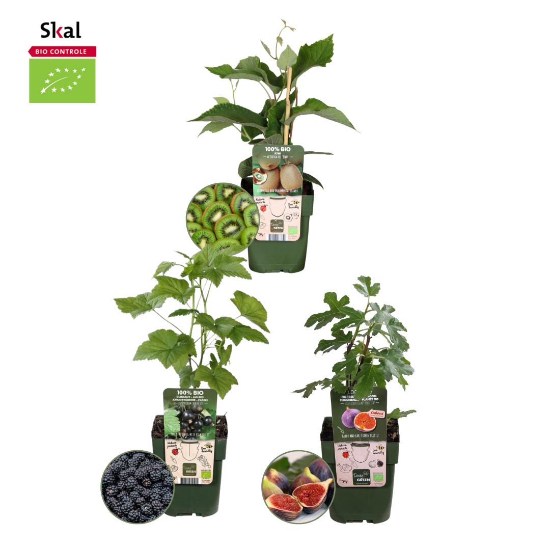 1x BIO Actinidia deliciosa (Kiwi) plant | Ø 13 cm ↨ 20-25 cm "Zoete oogst trio" BIO Fruitplanten mix set van 3 verschillende soorten