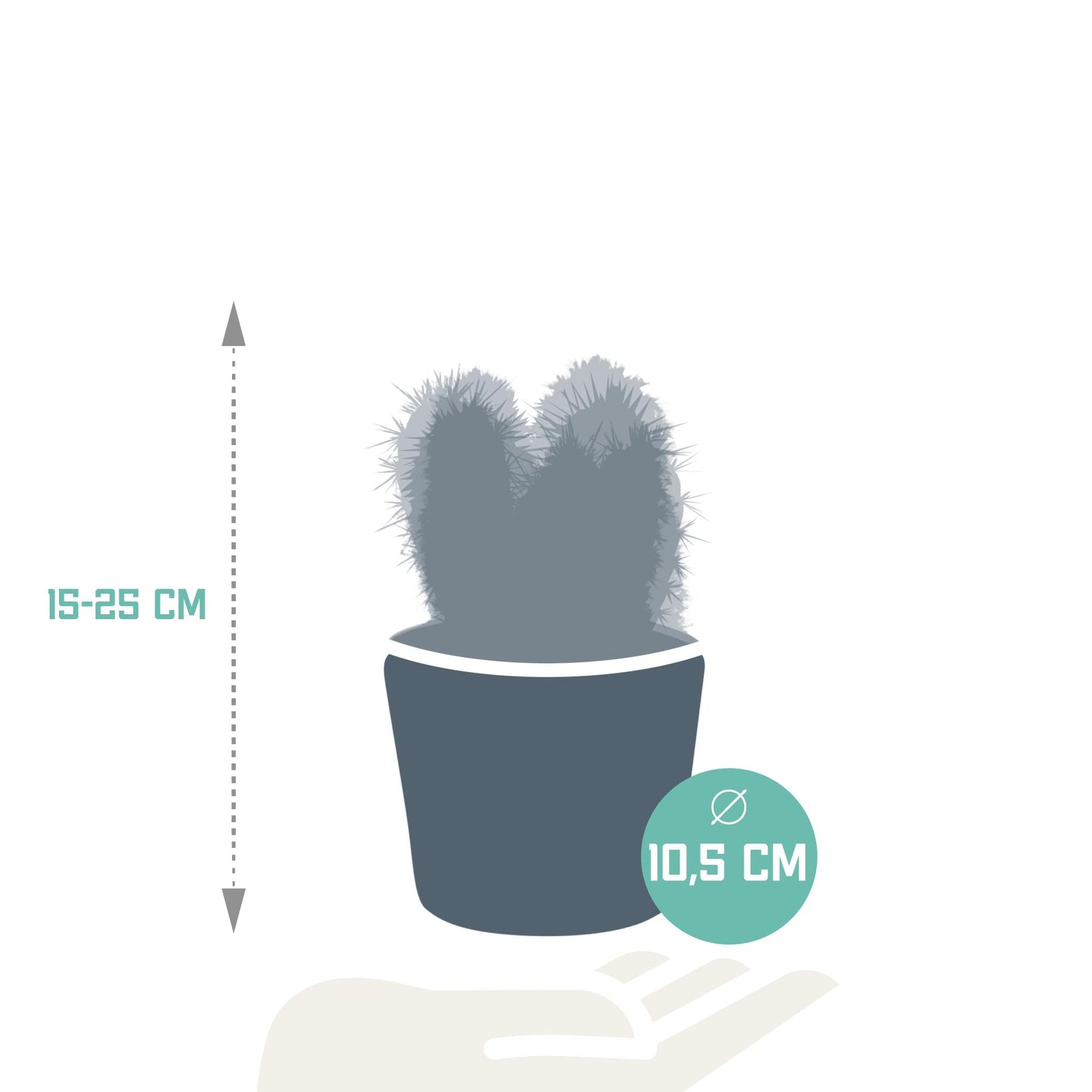Cereus mix 10.5 cm in Mexican pot | 3 pieces