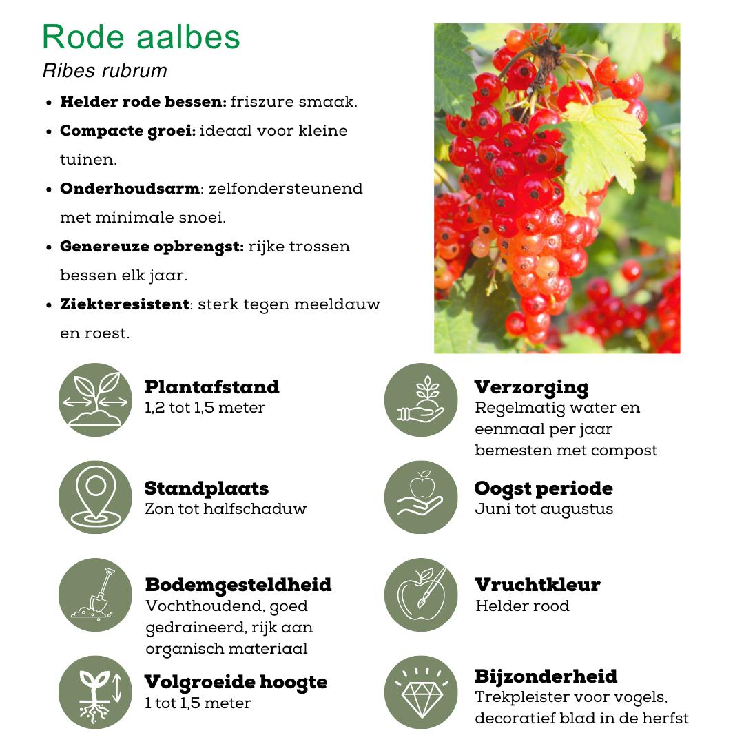 1x BIO Ribes Rubrum (Aalbes) plant | Ø 13 cm ↨ 20-25 cm "Vruchtenparadijs" BIO Fruitplanten mix set van 4 verschillende soorten