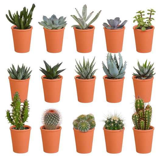 Mix di cactus e piante grasse 5,5 cm in vaso di terracotta | 15 pz