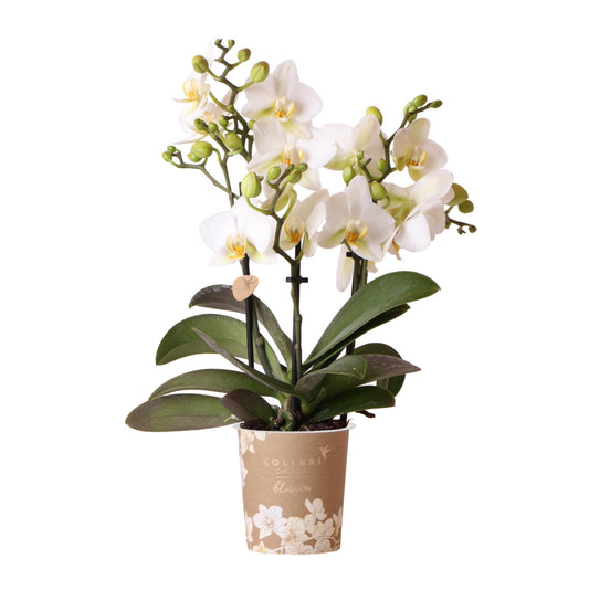 Kolibri Orchids | Witte phalaenopsis orchidee - Lausanne - potmaat Ø9cm | bloeiende kamerplant - vers van de kweker