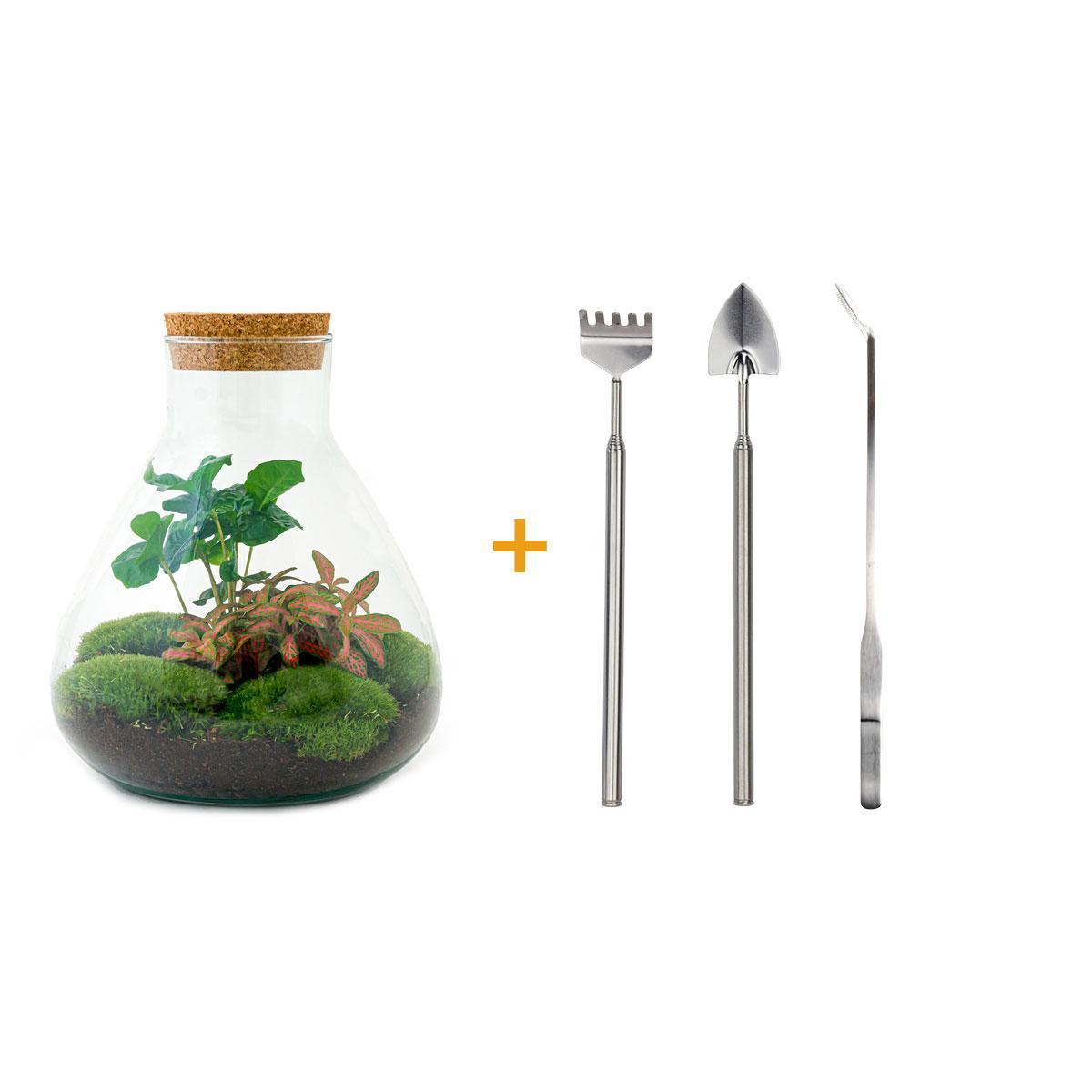 DIY terrarium - Sammie Coffea - ↕ 27 cm DIY terrarium - Sammie Coffea - ↕ 27 cm - Rake + Shovel + Tweezer