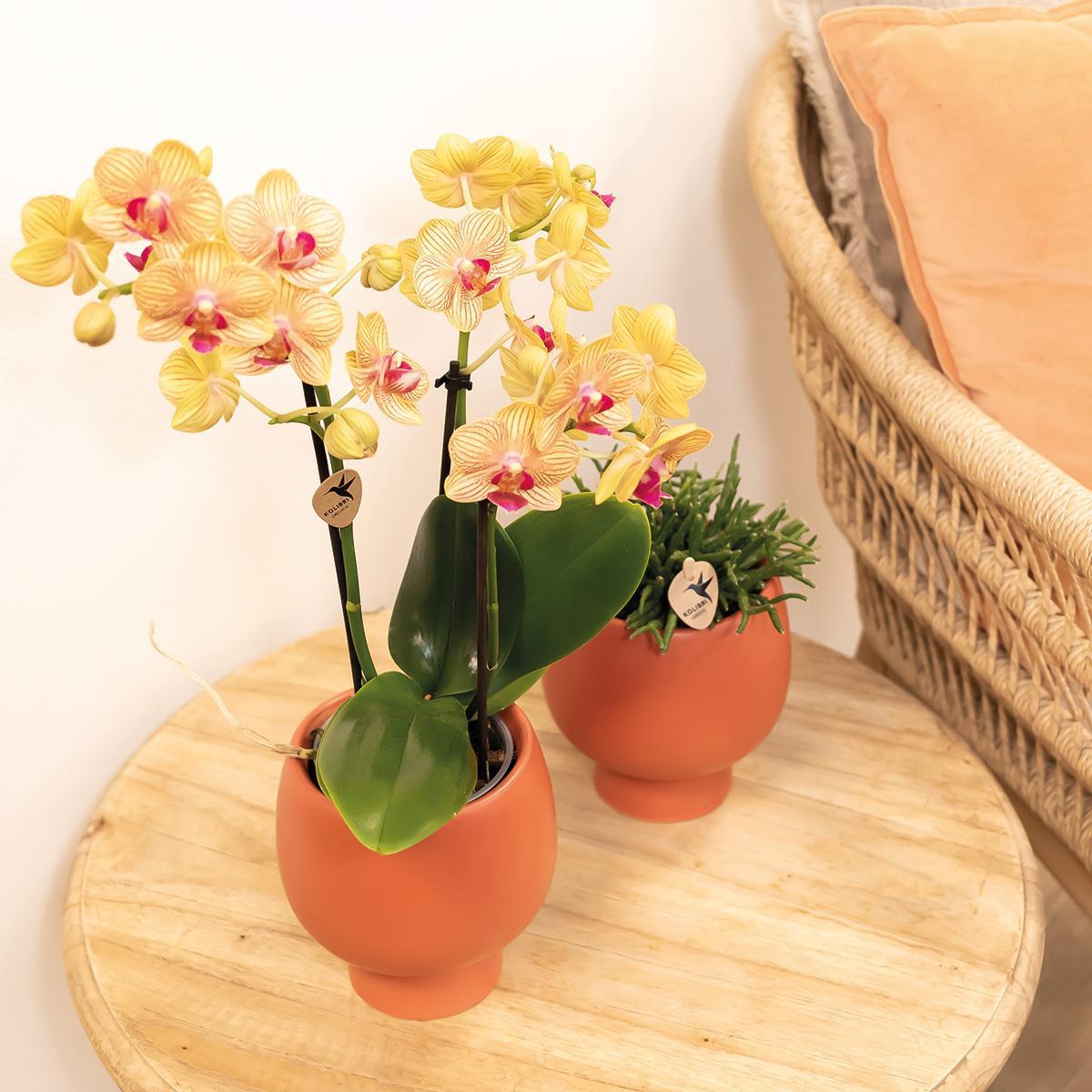 Kolibri Orchids | oranje Phalaenopsis orchidee - 35cm hoog - potmaat Ø9cm | bloeiende kamerplant - vers van de kweker