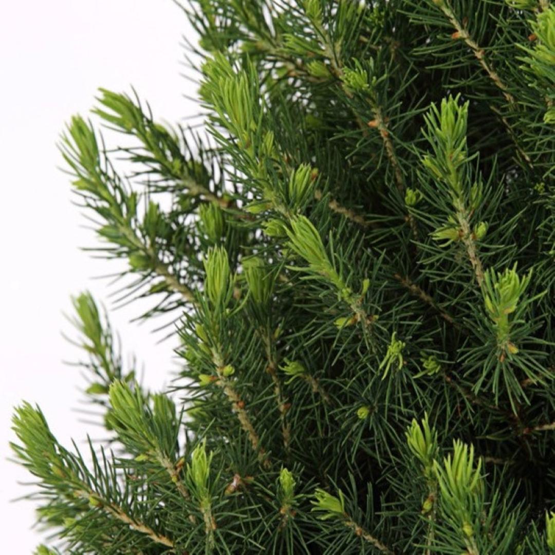 Kleine Kerstboom in Kerstmis sierpot - 70 cm - Picea Glauca Conica Kleine Kerstboom in Kerstmis sierpot - 70 cm - Picea Glauca Conica - Standalone