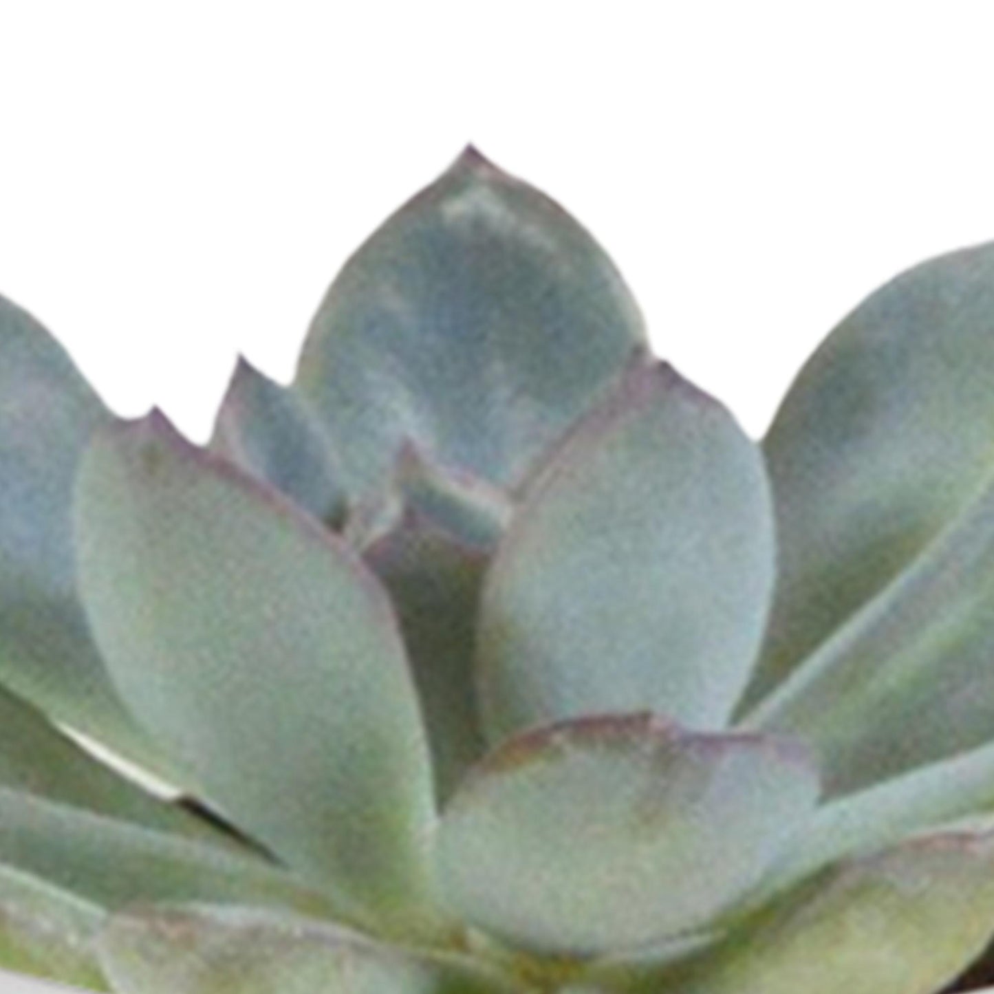 Cactus en vetplanten mix 5.5 cm in witte pot | 15 stuks