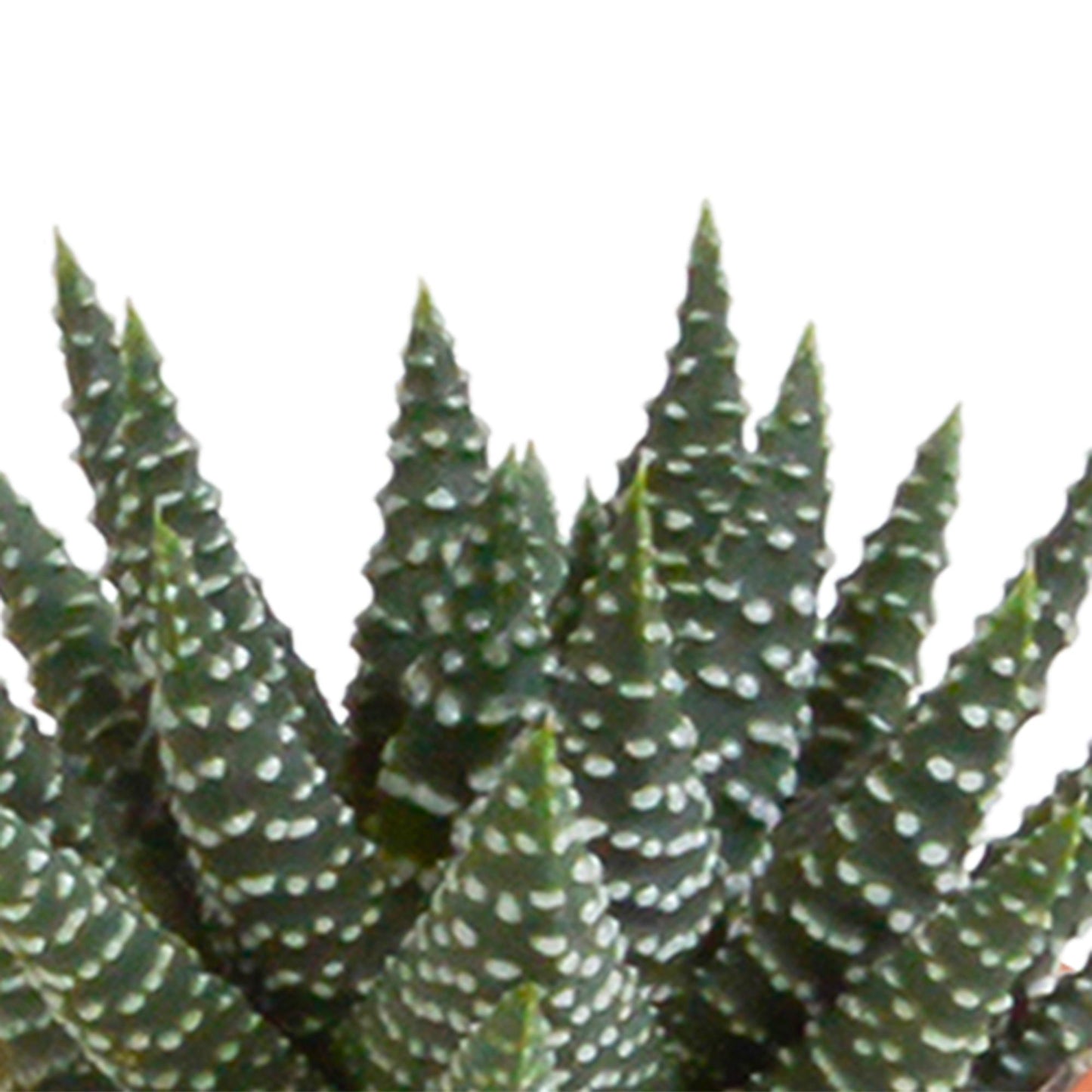 Cactus en vetplanten mix 5.5 cm in witte pot | 15 stuks