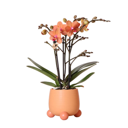 Hummingbird Orchids | Orange Phalaenopsis orchid - Mineral Bolzano + Rolling peach - pot size Ø9cm | flowering houseplant - fresh from the grower