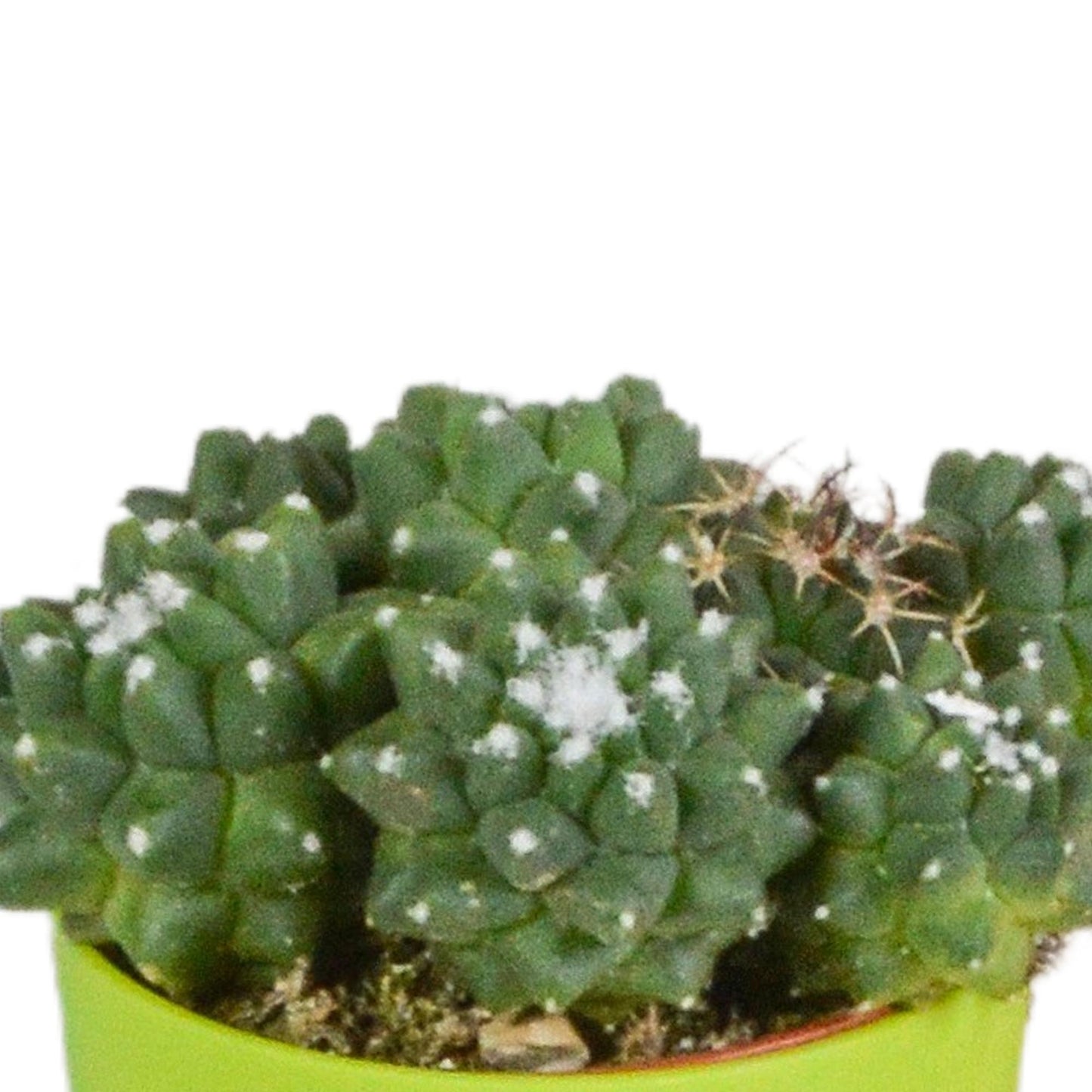 Cactus mix 5.5 cm in colored plastic pot | 5 pieces