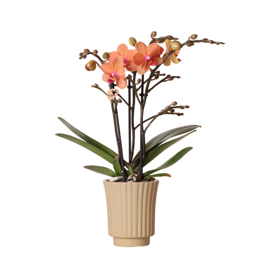 Kolibri Orchids | Oranje Phalaenopsis orchidee - Mineral Bolzano + Retro khaki - potmaat Ø9cm | bloeiende kamerplant - vers van de kweker