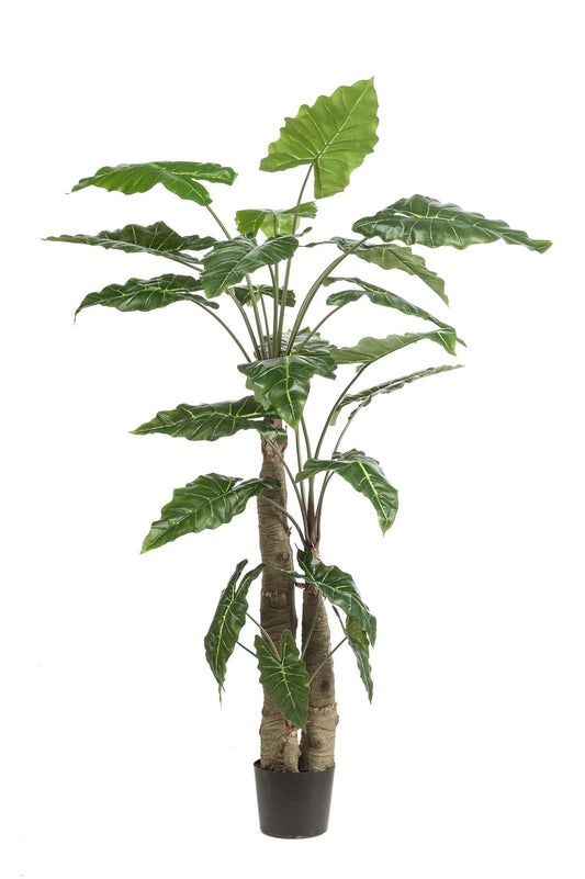 Kunstplant - Alocasia - Olifantsoor Kunstplant - Alocasia - Olifantsoor - 180 cm