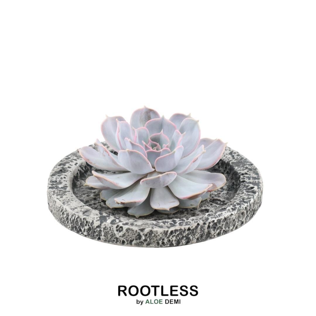 ROOTLESS Succulent Echeveria Lilacina in bowl 'Concrete' Ø20 cm - ↕5 cm