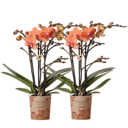 Hummingbird Orchids | COMBI DEAL of 2 orange Phalaenopsis orchids - Bolzano - pot size Ø9cm flowering houseplant - fresh from the grower