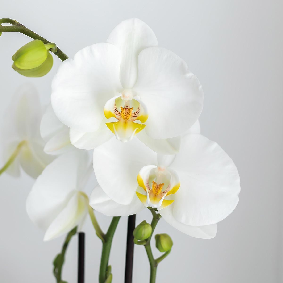 Kolibri Orchids | witte Phalaenopsis orchidee - Amabilis - potmaat Ø9cm | bloeiende kamerplant - vers van de kweker Kolibri Orchids | Complete plantenset Face-2-Face wit  | Groene planten met witte Phalaenopsis orchidee in Scandic wit sierpot en
