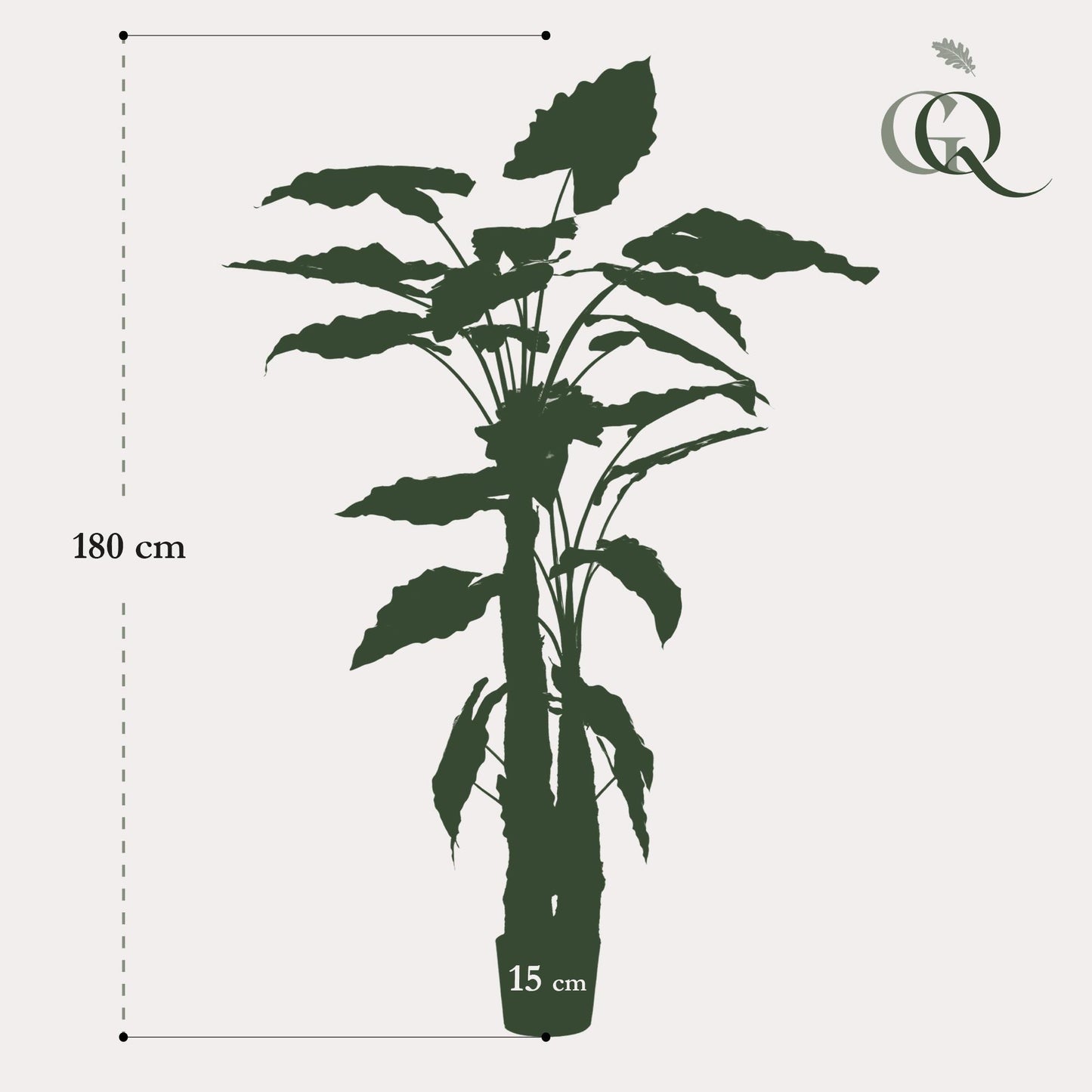 Kunstplant - Alocasia - Olifantsoor Kunstplant - Alocasia - Olifantsoor - 180 cm