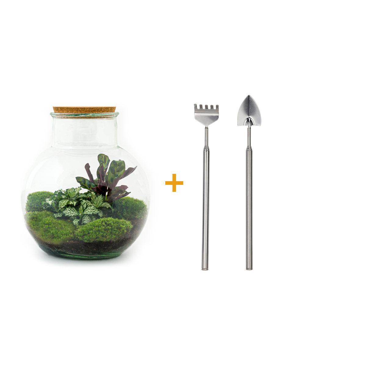 DIY terrarium - Teddy - ↕ 26,5 cm DIY terrarium - Teddy - ↕ 26,5 cm - Rake + Shovel
