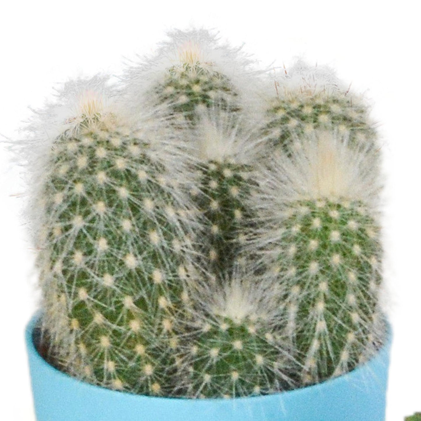 Cactus mix 5.5 cm in gekleurde plasticpot | 5 stuks