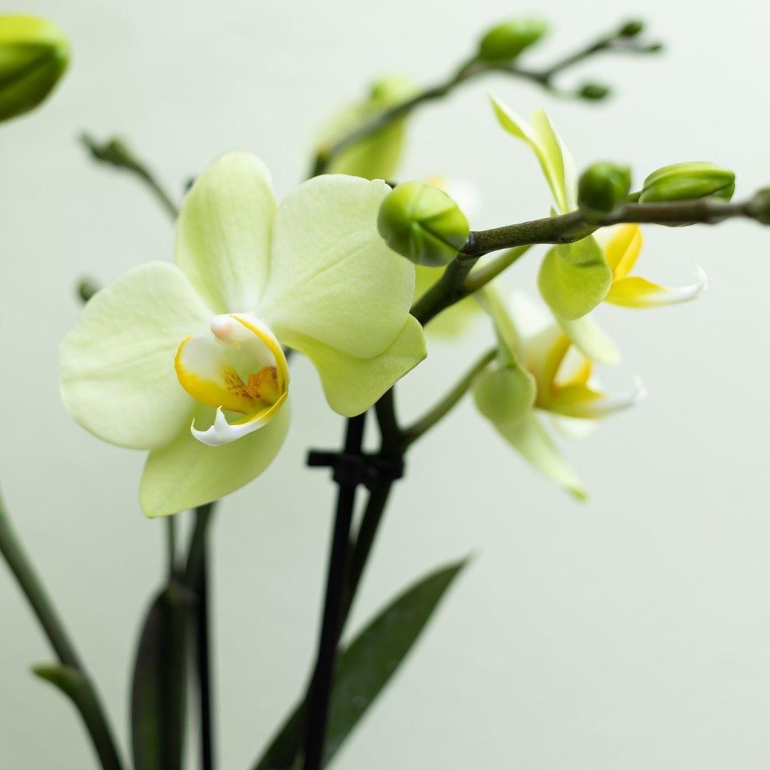 Orchidee colibrì | orchidea Phalaenopsis gialla - Messico - vaso Ø9cm | pianta d'appartamento in fiore - fresca dal coltivatore