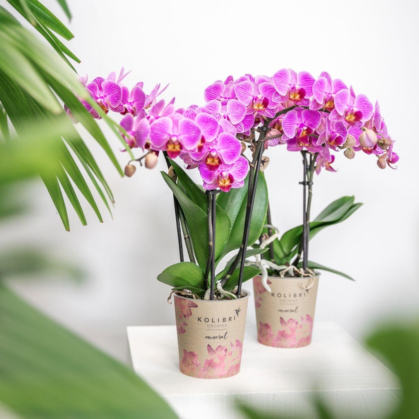 Kolibri Orchids | Paars/ roze Phalaenopsis orchidee - Mineral Vienna - potmaat Ø9cm | bloeiende kamerplant - vers van de kweker