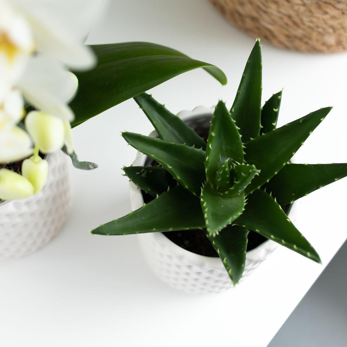 Hummingbird Greens | Green plant - Succulent Aloe Brevifolia - pot size Ø6cm - green houseplant - fresh from the grower
