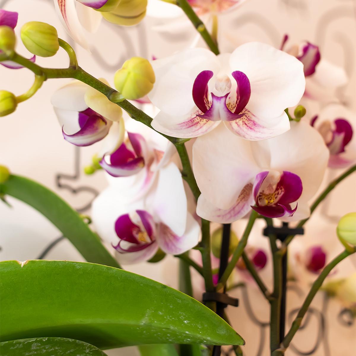Kolibri Orchids | Witte Phalaenopsis orchidee - Mineral Gibraltar -  potmaat Ø9cm | bloeiende kamerplant - vers van de kweker