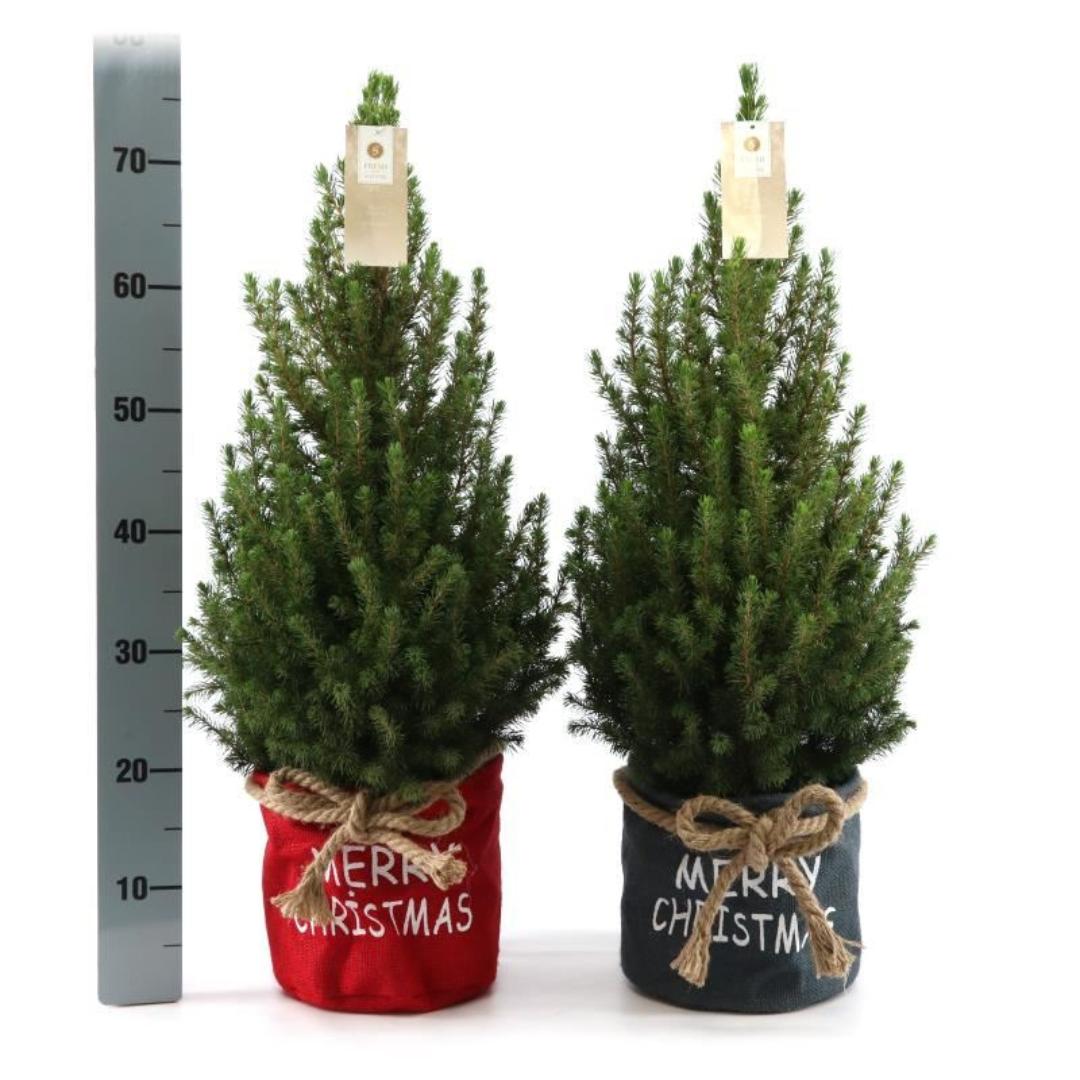 Kleine Kerstboom in Xmas Bag rood - 70 cm - Picea Glauca Conica Kleine Kerstboom in Xmas Bag rood - 70 cm - Picea Glauca Conica - Standalone