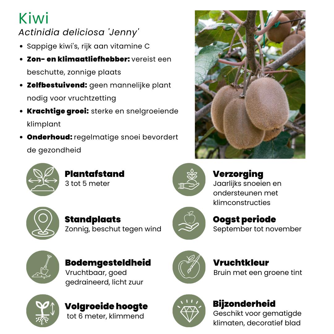 1x BIO Actinidia deliciosa (Kiwi) plant | Ø 13 cm ↨ 20-25 cm "Zomervruchten" BIO Fruitplanten mix set van 4 verschillende soorten