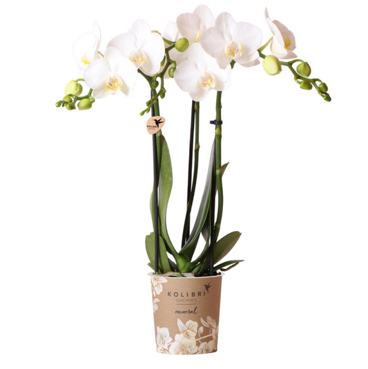Kolibri Orchids | witte Phalaenopsis orchidee - Amabilis - potmaat Ø9cm - 35cm hoog | bloeiende kamerplant - vers van de kweker