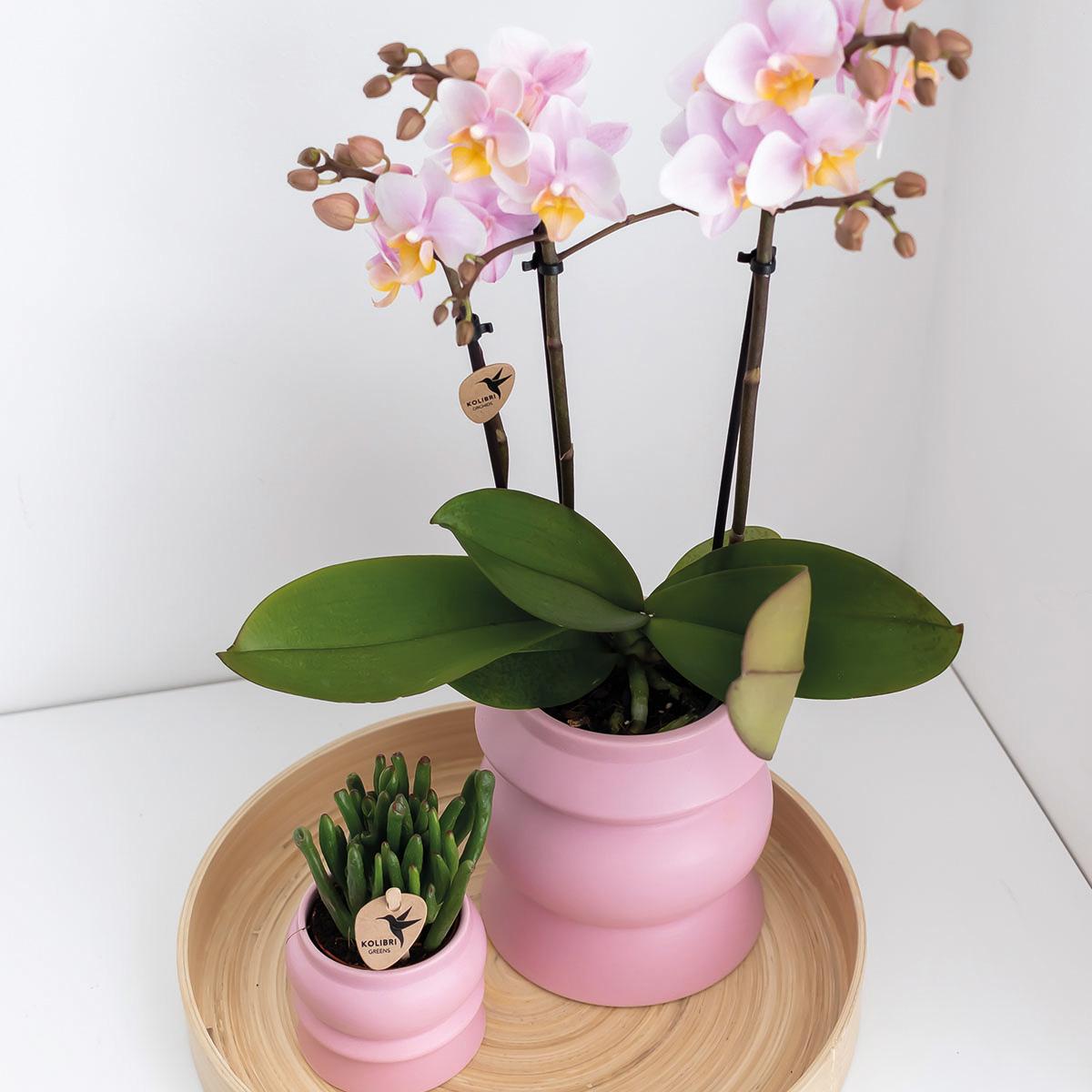 Kolibri Orchids | Roze phalaenopsis orchidee - Andorra - potmaat Ø9cm | bloeiende kamerplant - vers van de kweker Kolibri Orchids | COMBI DEAL van 2 Roze phalaenopsis orchideeën - Andorra - potmaat Ø9cm | bloeiende kamerplant - vers van de kweker