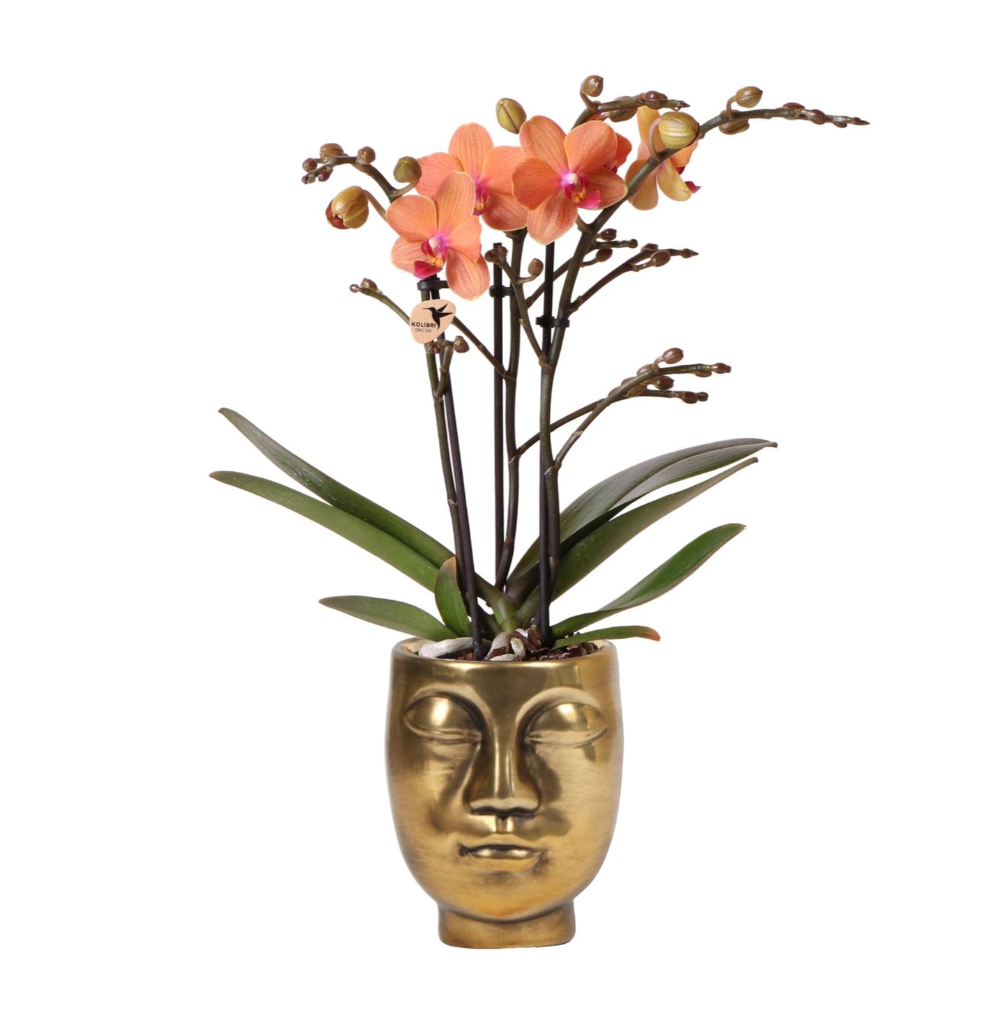 Kolibri Orchids | Oranje Phalaenopsis orchidee - Mineral Bolzano - potmaat Ø9cm | bloeiende kamerplant - vers van de kweker